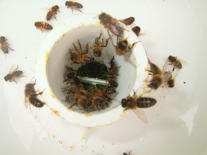 Bees in a rapid feeder