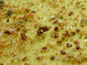 Varroa Destructer, dead on count board