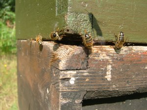 Wear and damage on hive boxes