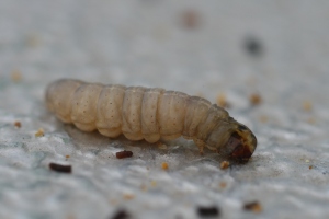 Wax moth larvae